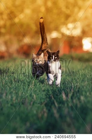 Two Beautiful Funny Cute Cats Are Fun And Fast To Run A Race Through The Summer Sunny Meadow Raising
