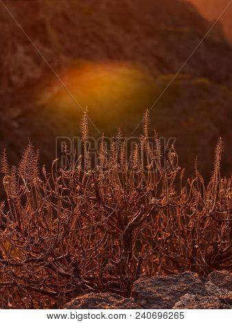 Cactus At Sunset In Tenerife Canary Islands, Perfectly For Smartphone
