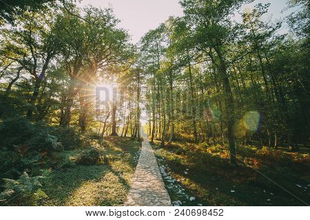 Zeda-gordi, Georgia. View Of Paved Forest Path Leading To Canyon Okatse In Sunset Or Sunrise Time. S