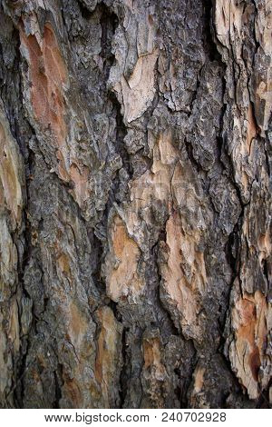 Relief Creative Texture Of An Old Oak Bark. Embossed Texture Of The Bark.