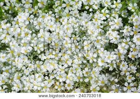 Flowers Of White Chickweed In The Spring Garden. Bush Of White Chickweed.