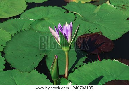 Beautiful Lotus Flower With Green Leaf In In Pond