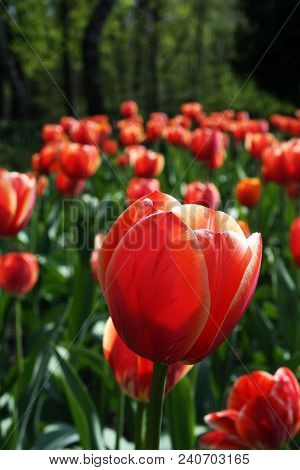 Beautiful Red Tulips, Darwin Hybrid Red Tulips In A Flowerbed