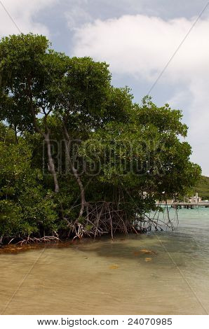 Červené mangróvie