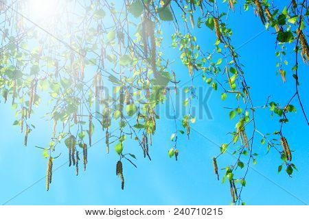 New Catkins Of Birch In Sunny Rays. Springtime. Spring Has Come. Delicate Catkins And New Spring Lea