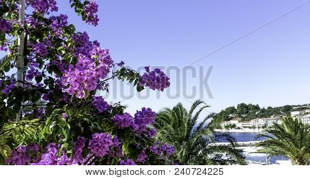 Bougainvillea Flowers With Adriatic Sea In Background - Podgora, Makarska Riviera, Dalmatia, Croatia