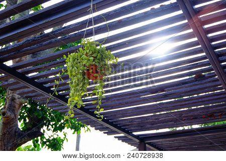 The Green Dave Hung Over The Dark Lath.