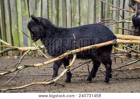 Black Goat (capra Aegagrus Hircus). Cameroon Goat.