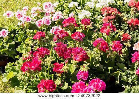 Flowering Geraniums In A Spring Flower Market