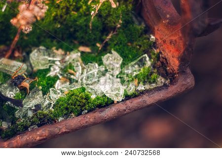 Broken Glass Among Moss, Close Up View
