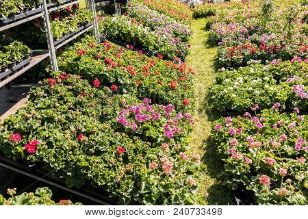 Flowering Geraniums In A Spring Flower Market
