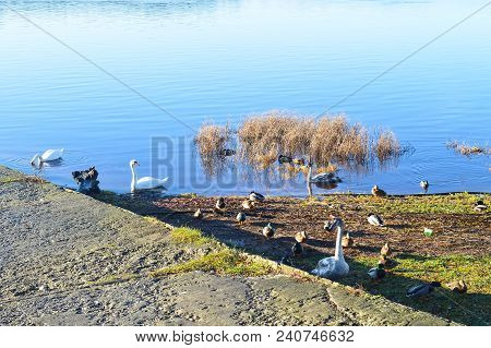 Beautiful Swans On River Coast At Spring In East Europe.
