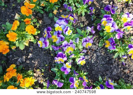 Beautiful Garden Flowers. Multicolored Pancies In Spring Park.