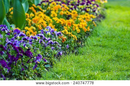 Beautiful Garden Flowers. Multicolored Pancies In Spring Park.