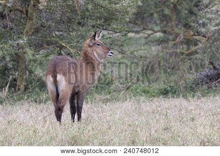 Kob Standing In A Clearing At The Edge Of A Forest In The Rain In The African Savannah