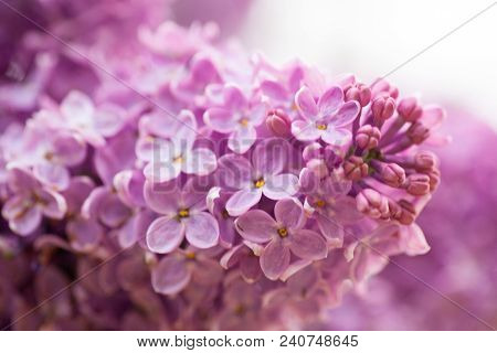 The Real Spring Flowers Of Purple Lilac Close-up