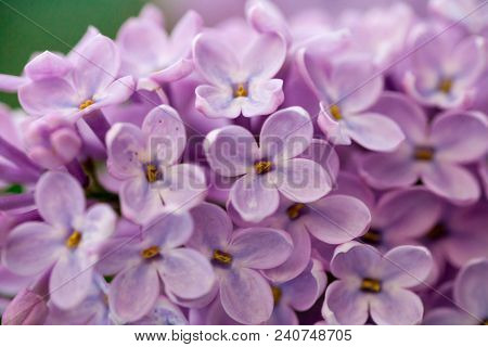The Real Spring Flowers Of Purple Lilac Close-up