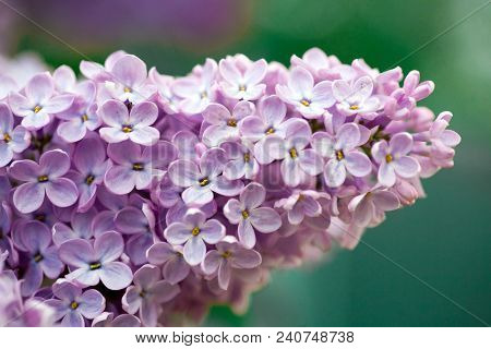 The Real Spring Flowers Of Purple Lilac Close-up