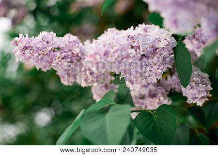 Real Spring Flowers Of Lilac Purple Clusters Hanging On Branches With Green Leaves