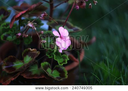Beautiful Garden Pink Heranium Flowers In Floral Pot.