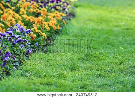 Beautiful Garden Flowers. Multicolored Pancies In Spring Park.