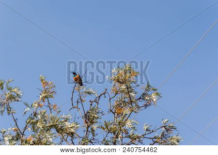 Superb Starling In The Savannah Grassland Of The Amboseli In Kenya