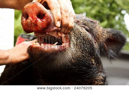 Zanne di cinghiale