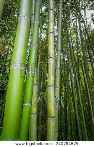 Arashiyama Bamboo Forest In Sagano, Kyoto, Japan