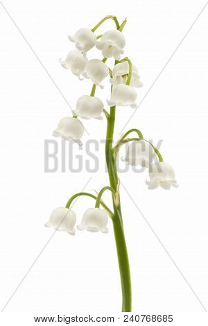 White Flower Of Lily Of The Valley, Lat. Convallaria Majalis, Isolated On White