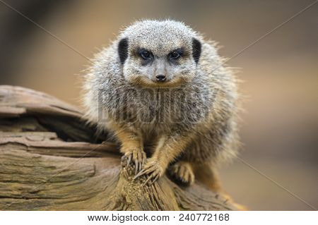 An Inquisitive Meerkat Looking Into The Camera.