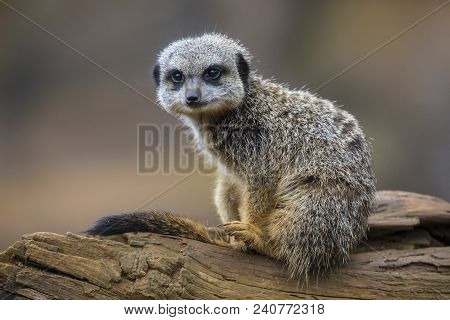 A Meerkat Sitting On A Tree Trunk.