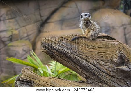 A Meerkat Sitting On A Tree Trunk.