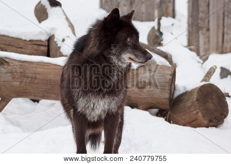 Wild Black Canadian Wolf Is Standing On White Snow. Animals In Wildife. Canis Lupus Pambasileus.