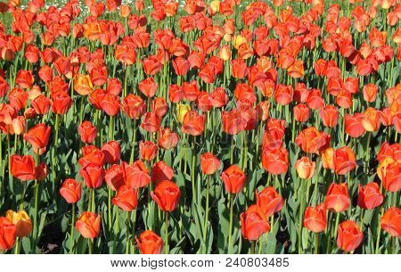 Spring Red Tulips Blossom In A Park