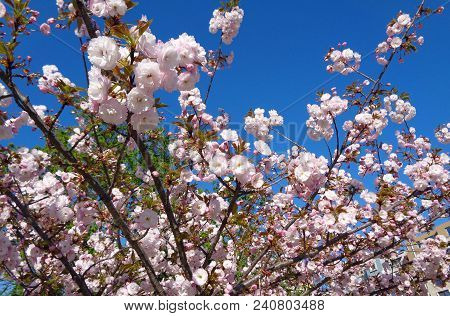 Spring Pink Blossom On And Blue Sky