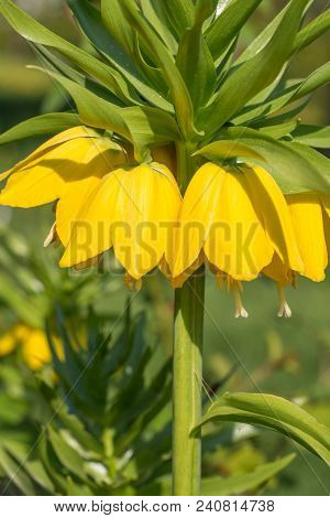 Beautiful Bright Yellow Flowers Hazel Grouse Imperial On A Lawn In A Spring Park Or Garden. Close Up