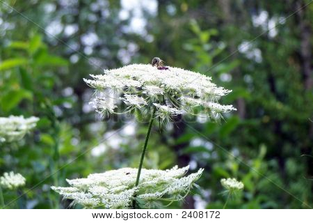 Bee On Queen'S Ann Lace