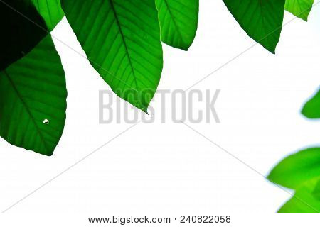 Top View A Tropical Tree Leaves On White Isolated Background For Green Foliage Pattern