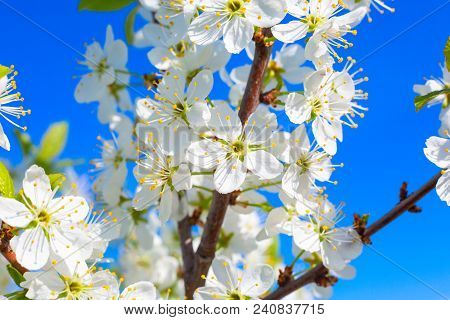 White Oriental Cherry In Spring Over Clear Blue Sky.