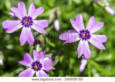 These Pretty Little Flower On The Geranium Are Delightful