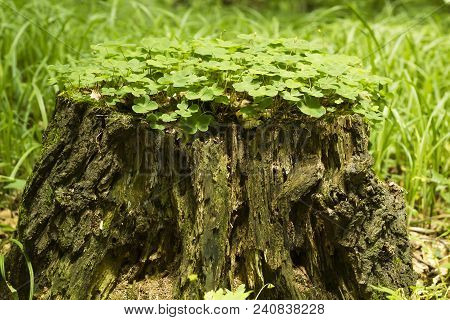 Common Wood Sorrel Growing On Old Stump In Forest. Old Tree Stump Is Covered Wood Sorrel Leaves, Sid