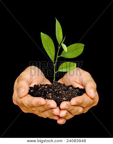 Sapling ในมือ