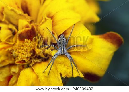 Wolf Spider Sits On Yellow Flower Tagetes, Top View, Selective Focus