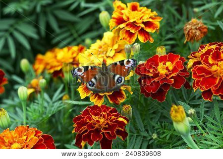 European Peacock (aglais Io) Butterfly Sits On Orange Flower Tagetes, Top View