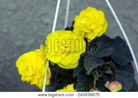 Begonia Tuberhybrida Pendula Yellow Flowers, Selective Focus