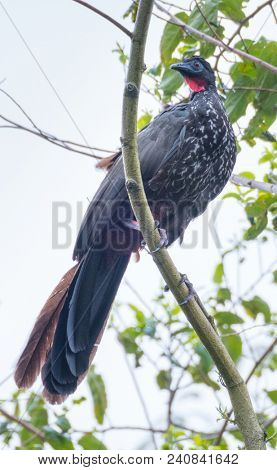 The crested guan (Penelope purpurascens) sits on a tree branch in the wild. Costa Rica
