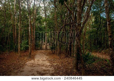 Jungle Trail Bordered By Trees, Leading To The Famous Pyramid In Cobe. Mexico, Yucatan.