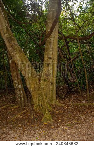 Jungle Trail Bordered By Trees, Leading To The Famous Pyramid In Cobe. Mexico, Yucatan.