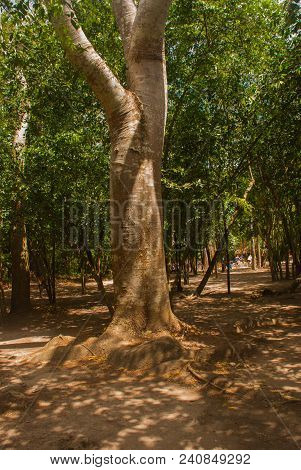 Jungle Trail Bordered By Trees, Leading To The Famous Pyramid In Cobe. Mexico, Yucatan.