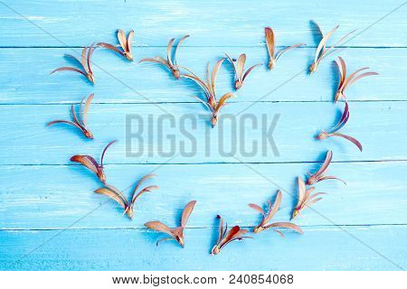 A Heart Shape Of Brown Seed With Pink Root Of Yang Tree And Pink Light On Blue Wooden Table